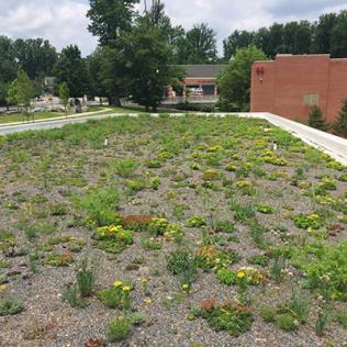 The green roof on the Northwest Child Care Center shows growth.