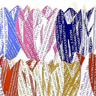 Coloured tulip genome