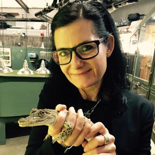 Johnson holds a baby crocodile in a lab