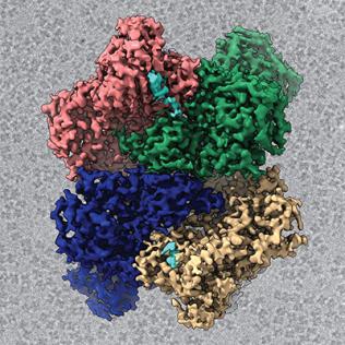 The structure of Nsp15 is a hexamer so each subunit is shown as a different color with the bound RNA in cyan.