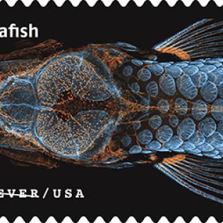 Zebrafish image with orange fluorescent tag