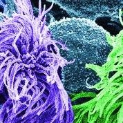 A colorful bundle of magnified cells