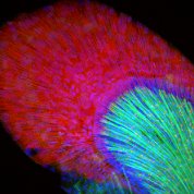 Developing zebrafish fin