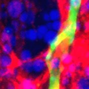 Red rods with bursts of hot pink, wisps of green and blue dots