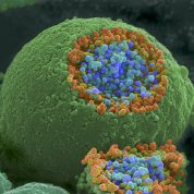 Scientific image of green globe-like object with small blue and orange bubbles spilling from the top.