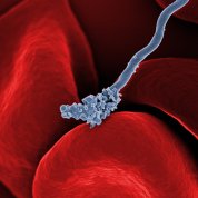 A bacterium interacting with red blood cells