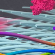 Colorful rods float over white collagen fibers.