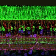 Scientific image of bright green cells on top of reddish purple cells