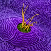 Large purple swirls surround green circle with protruding yellow strips