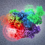 Illustration of the structure of p97, a target for cancer therapy. Structure is a composite of multiple states derived by cryo-EM analysis.