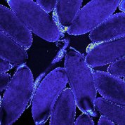 Scientific image blue violet flower-like substance with "petals"