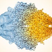 A blue blob with a mass of little blue chunks next to chunks of orange, then brown.
