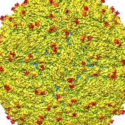 A spongy-looking yellow cluster with small red spots poking through