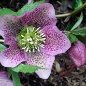 The large, lavender petals of the Hellebores flower found in a courtyard on the NIH campus