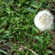 Image of dandelion