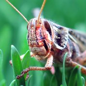 Image of locust