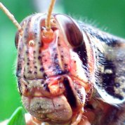 Image of locust