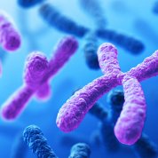 Image of cell karyotype