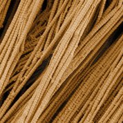 Dozens of raw spaghetti-shaped rods clustered together