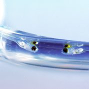 6-day-old zebrafish swim near water’s surface