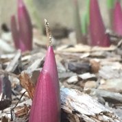 A flower is sprouting in between shreds of mulch