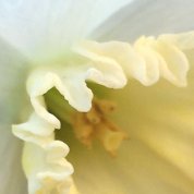 A close-up image of a white and yellow daffodil in bloom