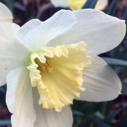 A close-up image of a white and yellow daffodil in bloom