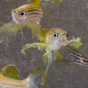 Photo of zebrafish