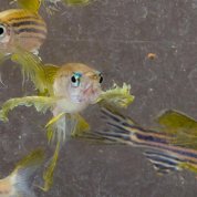 Photo of zebrafish