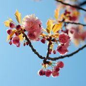 Crab apple tree flowers at NIH 