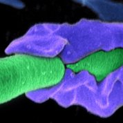An purple, alligator jaw-like immune system cell envelopes several green pill-shaped anthrax bacteria
