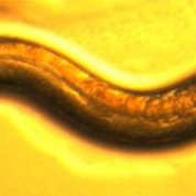 A brown worm on a yellow background