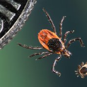 Two ticks next to a dime