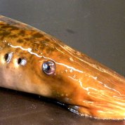 Sea lamprey