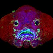 A confocal microscopy image shows the developing face of a 6-day-old zebrafish larva.