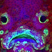 A confocal microscopy image shows the developing face of a 6-day-old zebrafish larva.