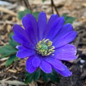 Closeup of an anemone