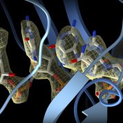 3-D model of RNA incorporated into the CRISPR surveillance complex is positioned to scan across foreign DNA. Cryo-EM density from a 3Å reconstruction is shown as a yellow mesh.
