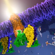 Structure of the light-sensing G protein-coupled receptor rhodopsin.