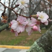 Autumn cherry tree blooms in December.