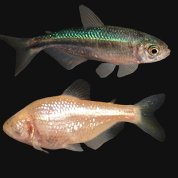 Closeup of two cavefish; one at top swims right, one at bottom has eye loss and swims left