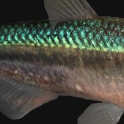 Closeup of cavefish