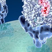 Coronavirus spike protein structure.