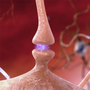 Synapse illustration