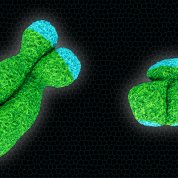 The X and the Y chromosomes. The X chromosome is the larger pair.