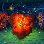 ionotropic glutamate receptor (iGluR) gating cycle looks like a red circle with balls of yellow lights around it