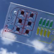 A rectangular plastic case holds colofrul human cells in a 3D matrix.