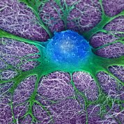 Scientific image of substance stretched over woven fiber-like structure