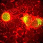 Two cells form bubbles