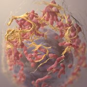 Large pink dots with yellow strands make up the 3-D structure of a melanoma cell